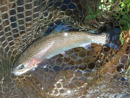 アルビノを狙い撃ち ～平谷湖フィッシングスポット～